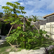 Pawpaw tree