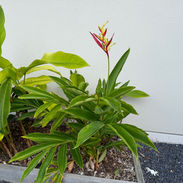 Parrot's Beak Heliconia with its slender spikes of red and orange bracts