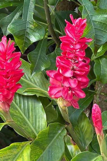 Bright red ginger flowers among lush green tropical foliage
