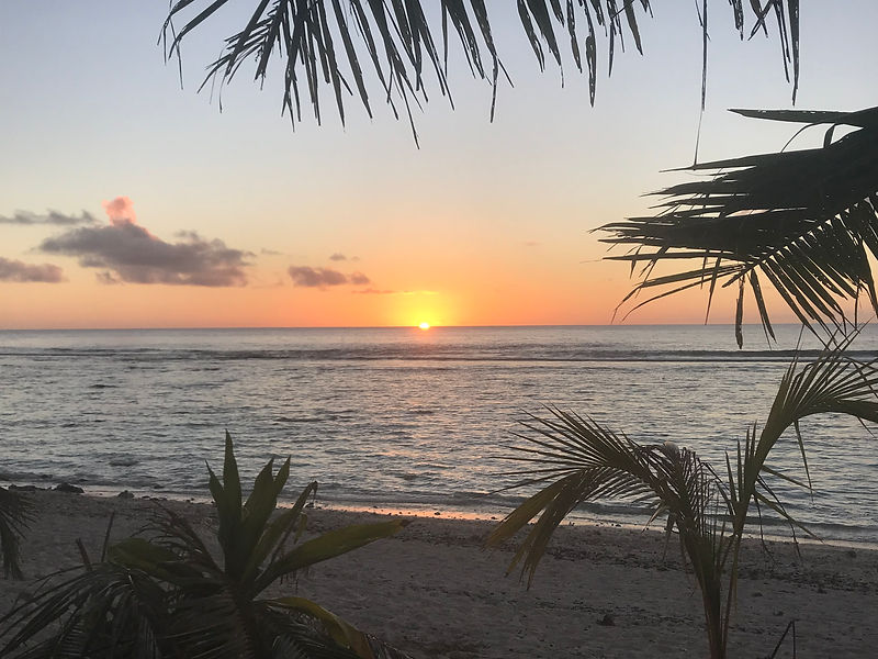 Golden sunset over the ocean with palm fronds silhouetted in the foreground