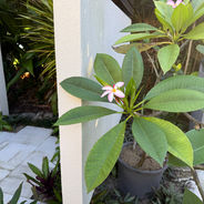 Pink Frangipani