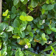 Lantana, favourite of butterflies