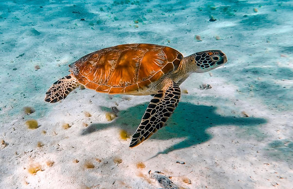 A turtle swimming in the Rarotonga lagoon