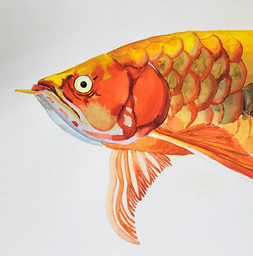龍魚水彩_edited.jpg
