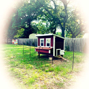 Chickens in da house!