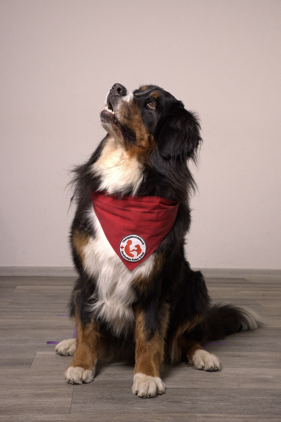 Therapiehündin Paula