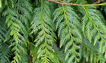 A close up image of a branch on a Western Red Cedar tree .jpg