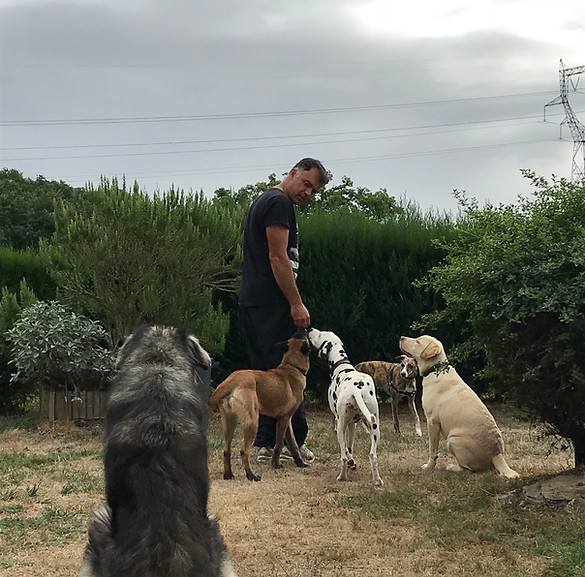 Un éducateur comportementaliste canin avec 5 chiens qui écoutent