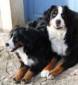 Deux chiens couchés Bouvier Bernois
