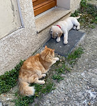 Un chien qui s'entend bien avec un chat