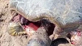 2 tortues massacrées par des chiens errants en 1 mois, c'est 2 tortues de trop !