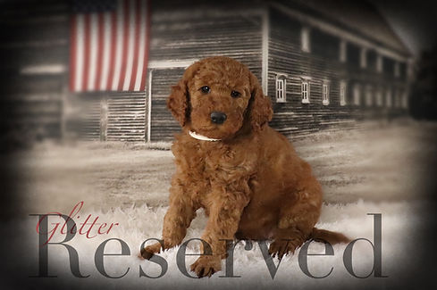 3-Glitter-7 weeks-reserved.JPG