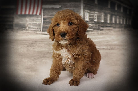 Kenai-7 weeks-No name.JPG