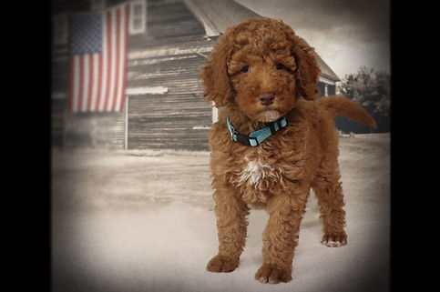 Bryce-7 weeks-No name.jpg