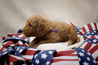Archie-5 weeks-No name_edited.jpg