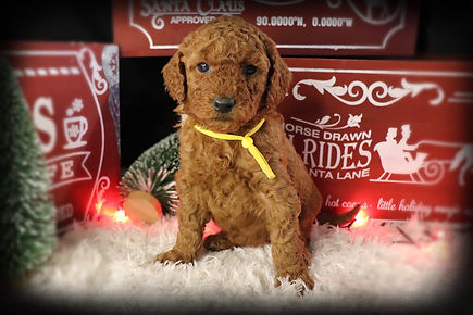 Archie-5 weeks-No name_edited.jpg