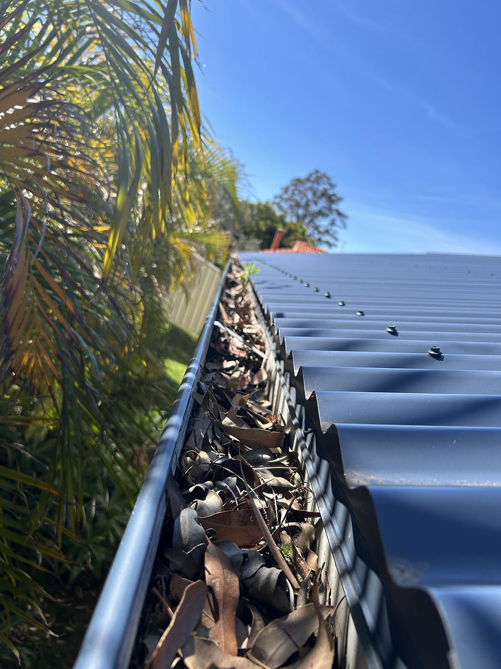 Gum leaves packed into a Colorbond house gutter before cleaning, Blackalls Park