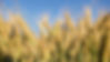 Wheat-field-Close-up-ears-of-wheat-25135-pixahive.jpg