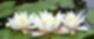 water-lilies-266545_1280_edited.jpg