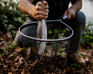 Fish in Net