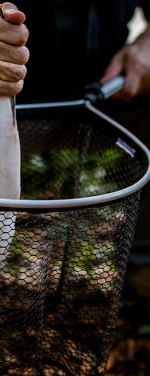 Fish in Net