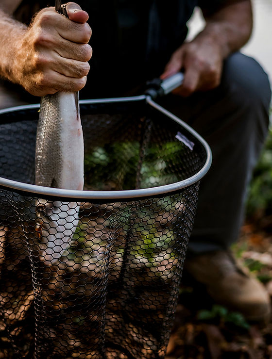 Fish in Net