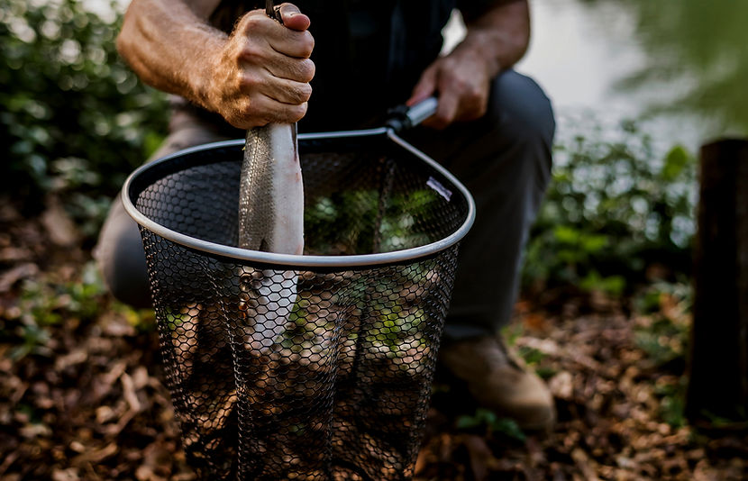 Fish in Net