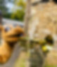 Camel .jpeg
