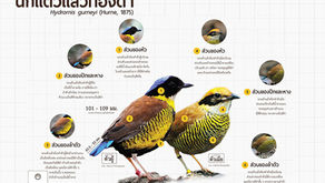 นกแต้วแร้วท้องดำ(Gurney's Pitta)