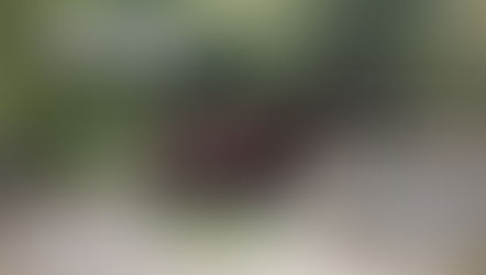 ภาพตัวอย่างควายป่า