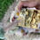 Thumbnail: Natures Set botanical Vitamin Rich Soaps