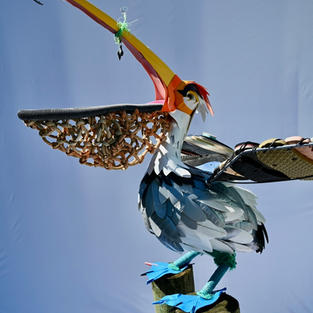 Brown Pelican
