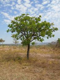 ree
