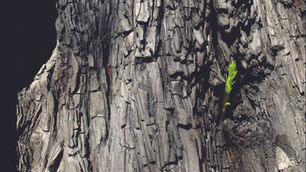 O segredo da natureza para a resiliência e renovação.