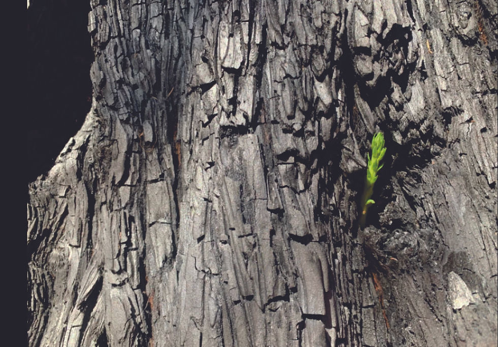 Um broto verde surge da casca de uma sequoia carbonizada.