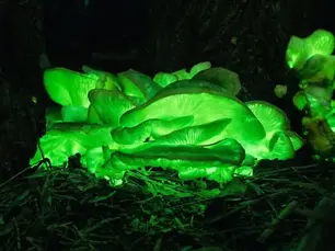 🌌 A Floresta Mágica que Brilha no Escuro na Austrália.Um espetáculo da natureza que parece de outro mundo!