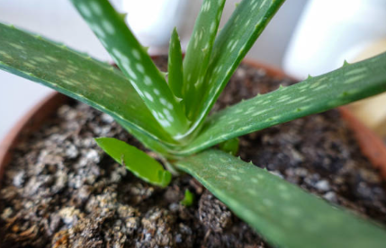 Aloe Vera Plant