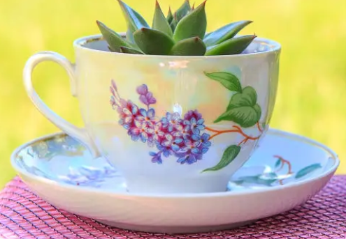Tea cups and succulent plant