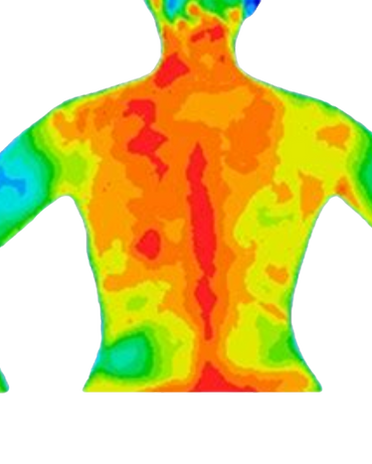 Posterior half body view wpermission_edi