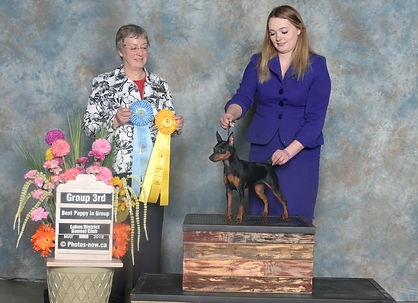 Miniature Pinscher 
