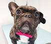 Frenchie.png