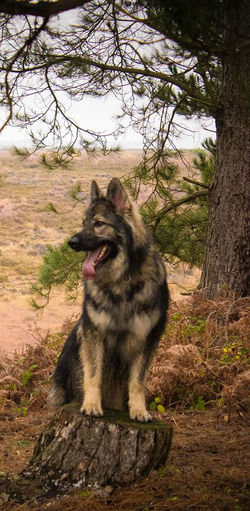 11218481_1101164323230845_1228384334097555786_n