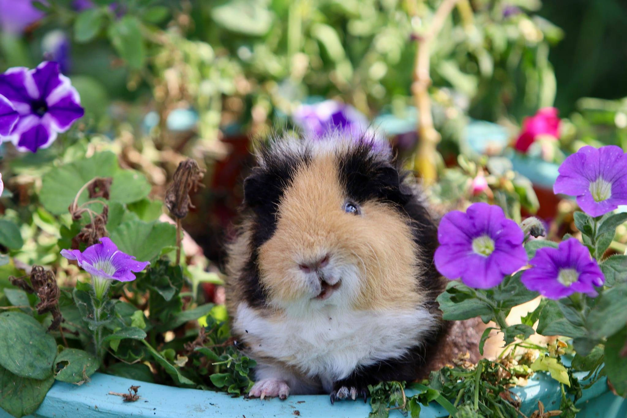 Guinea Pig Grooming - A Masterclass PDF Download