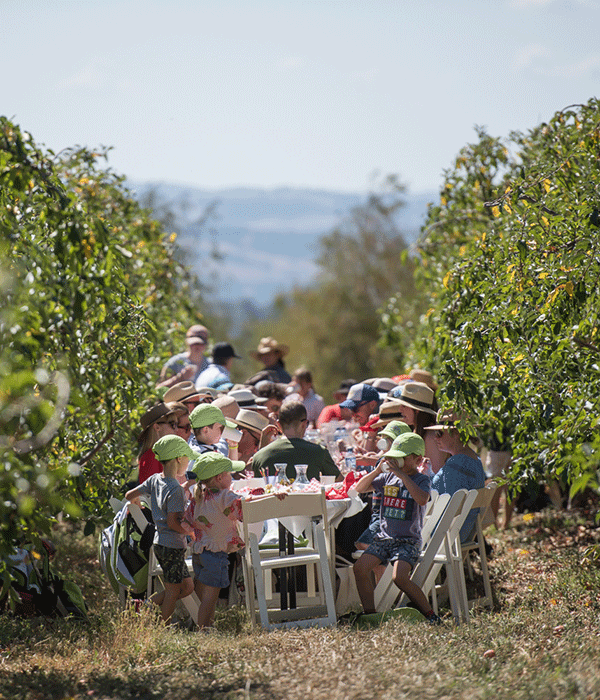Apple Ramble in the Orchard, NSW