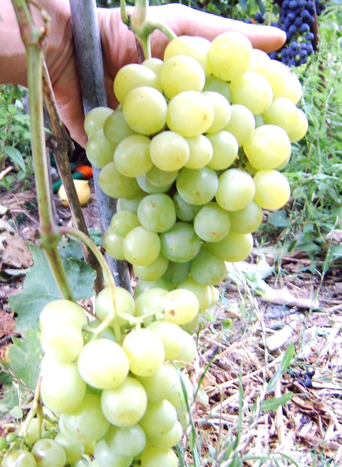 Купить Саженец Винограда Плодовый Экспресс Ранний Сорт