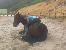 horseyclimb.jpeg