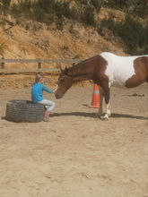 horsehandonhead.jpeg