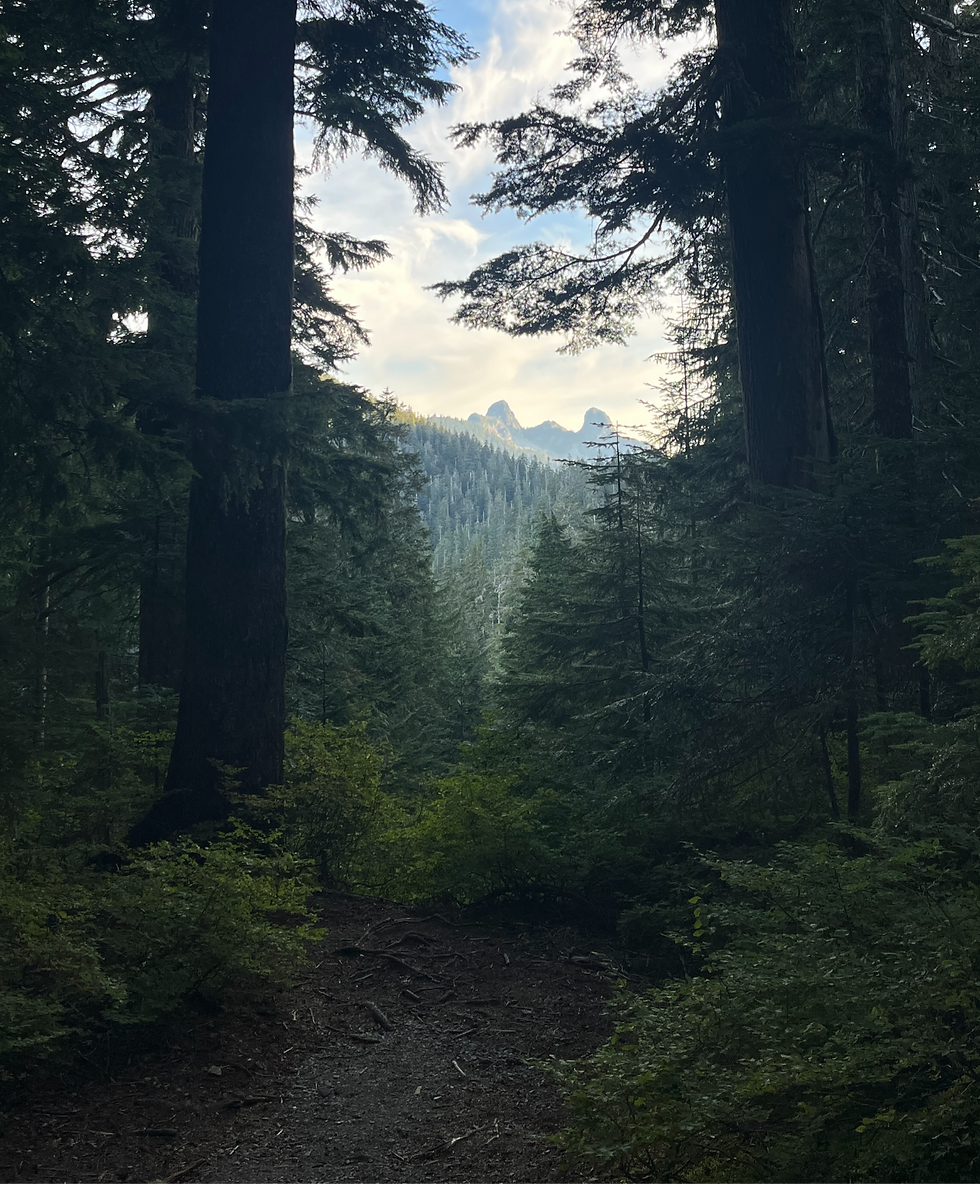 Shadowy forest trail framed by tall evergreens, opening to distant mountain peaks under a bright cloudy sky.