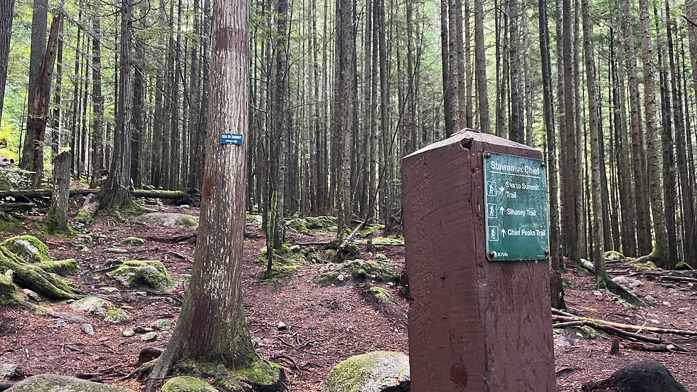 Mossy forest trail junction with signs for Stawamus Chief, Sea to Summit, Sihane y and Chief Peaks; quiet, overcast woods