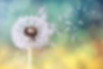 Dandelion seeds in the sunlight blowing away across a fresh green morning background.jpg